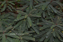 Phyllanthus talbotii